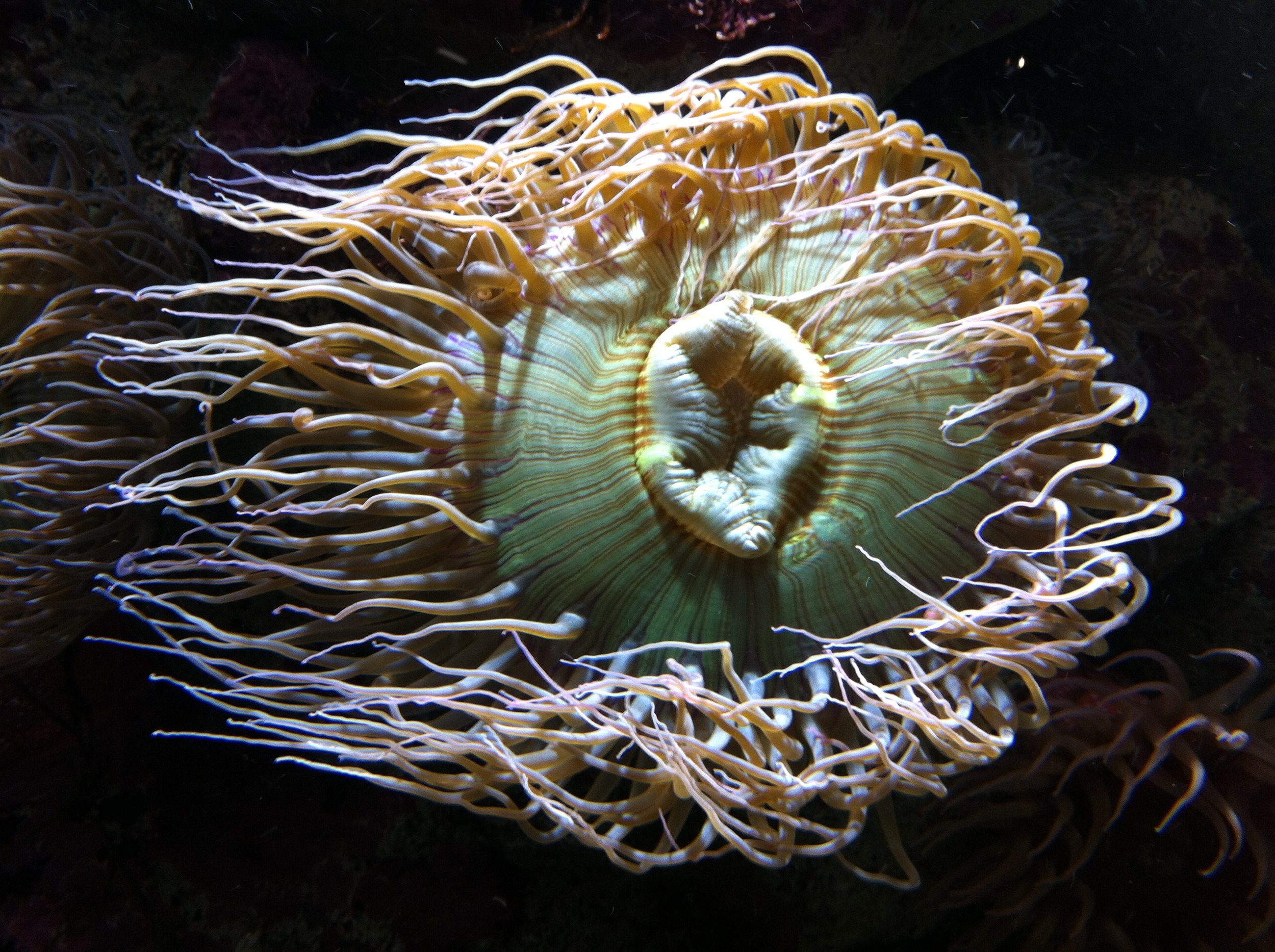 Madeline Lovejo y - To open yourself up to possibility, to becoming. My favorite sea bloom.