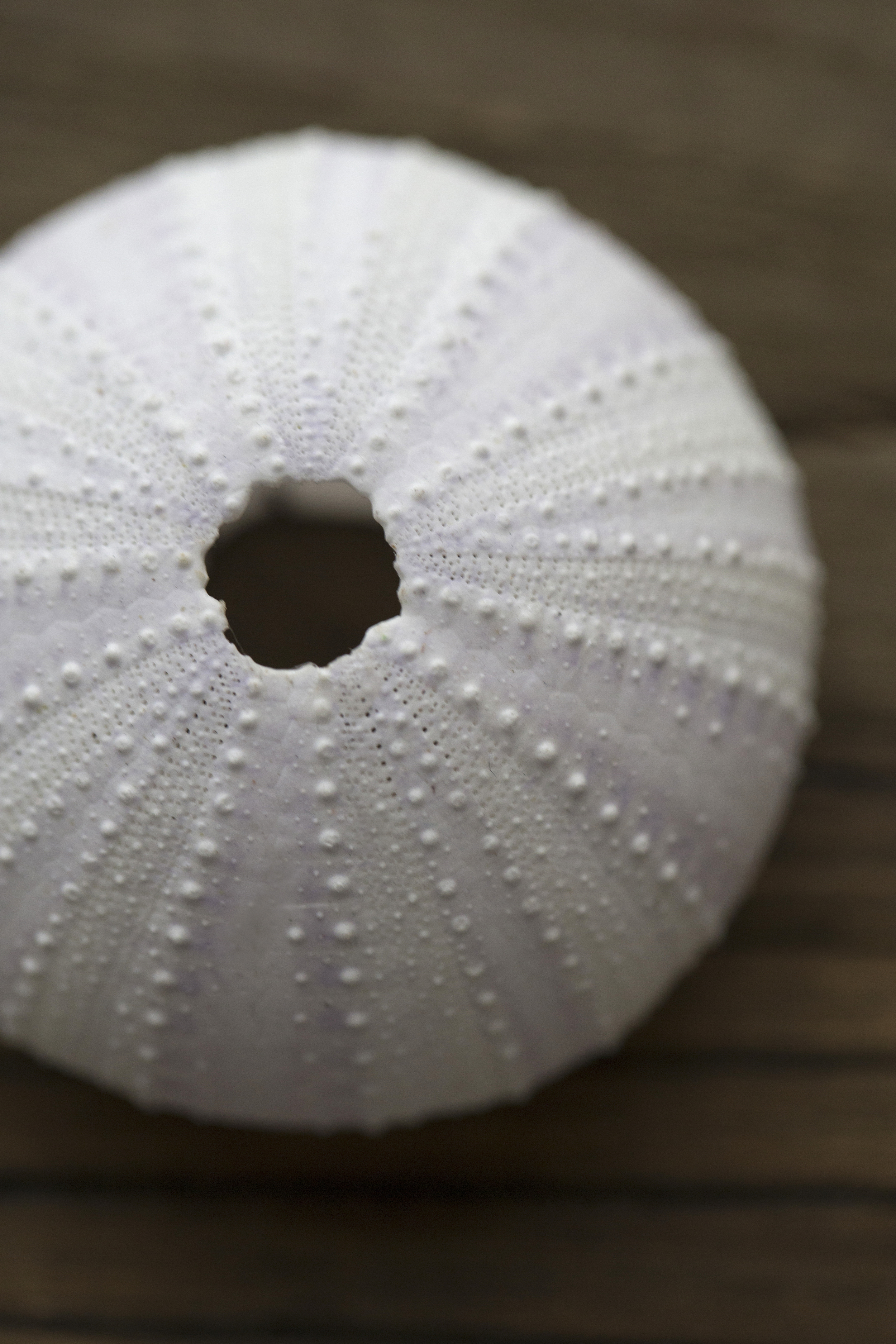 Julie Cimpko - It is when we look closely at the details that we discover its true beauty.