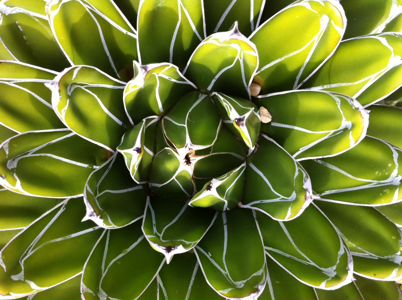 Madeline Lovejoy - Simplicity: line, color, structure, shape, intricate in its form and beauty.