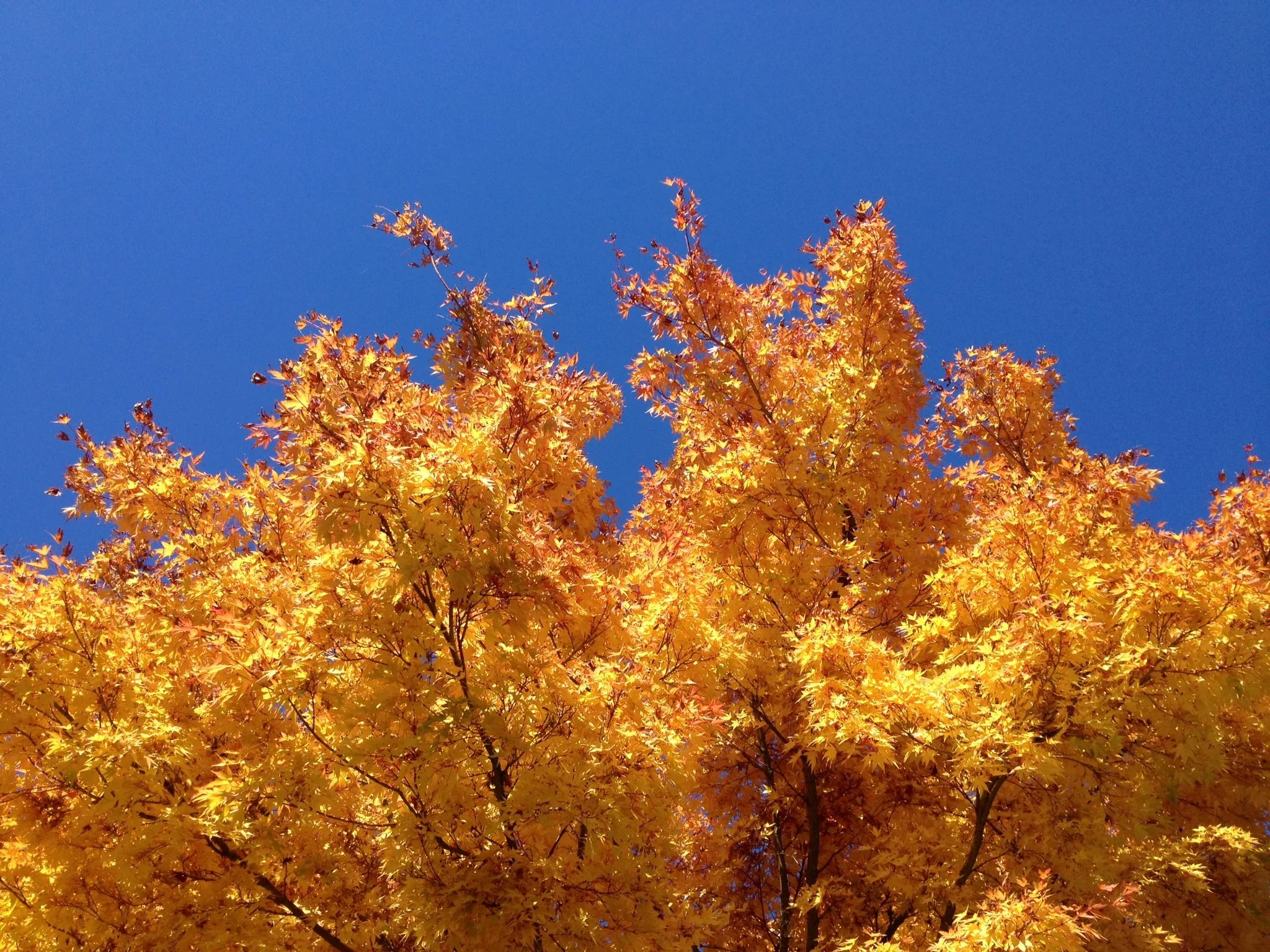 Liberty Edman - One of my favorite iPhone photos from a few years back. Portland in the fall. The color and texture of the trees makes me feel so cozy. Mother Nature's Finest! 