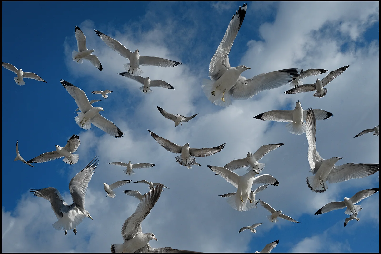 birdclip6mont_web.jpg