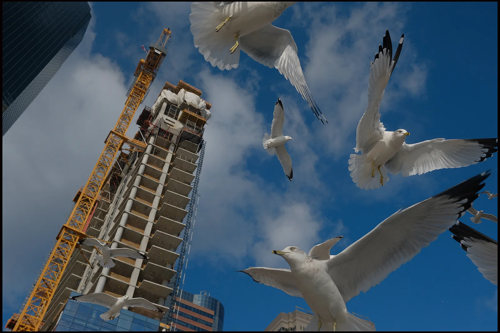 birdclip17mont_web.jpg