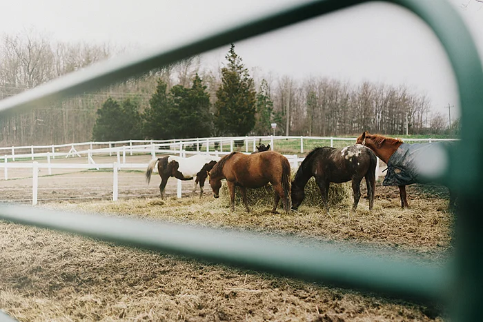 horse-stables-fonthill-005.jpg