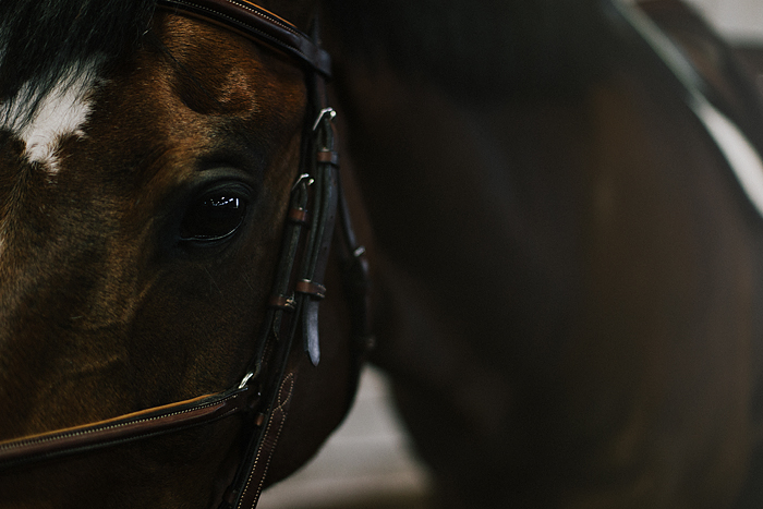 horse-stables-fonthill-087.jpg