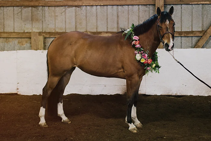 horse-stables-fonthill-091.jpg