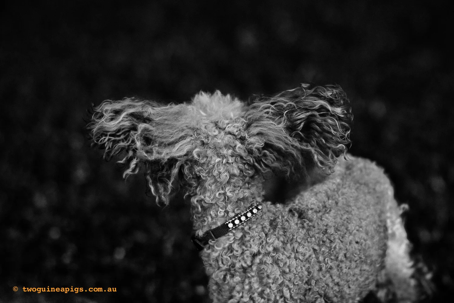 twoguineapigs_dolly-squarespace-1.jpg