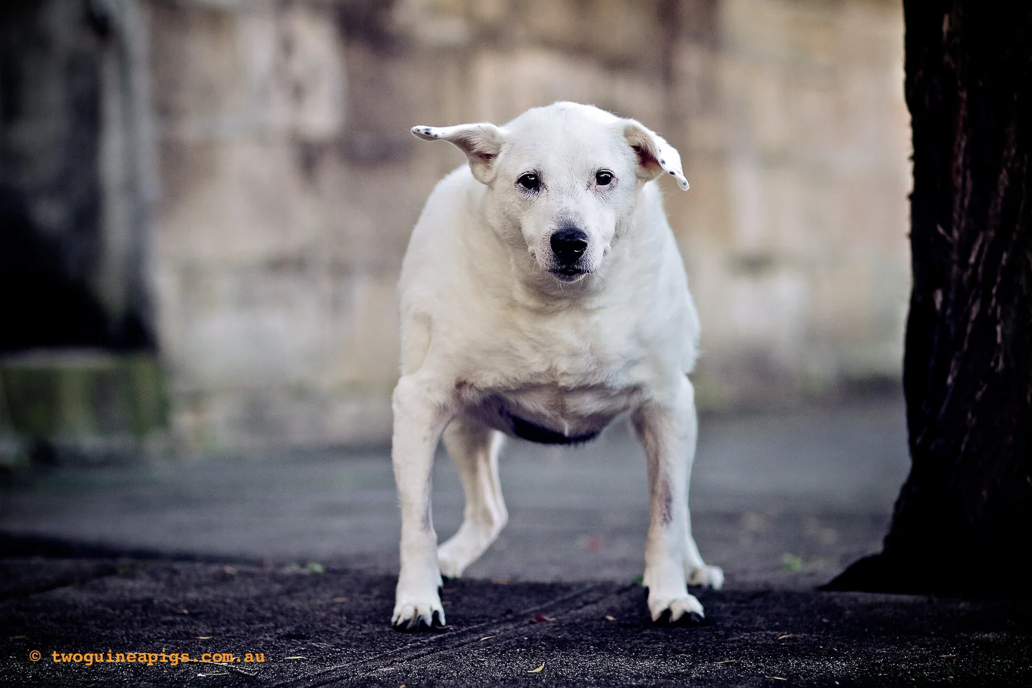 twoguineapigs_napoleon-squarespace-2.jpg