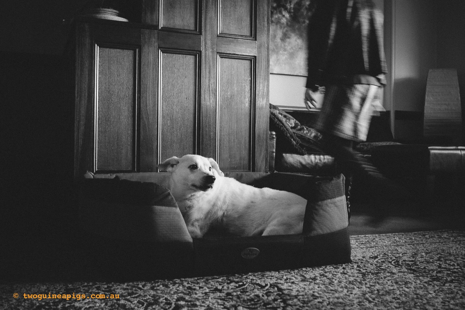 twoguineapigs_napoleon-squarespace-6.jpg