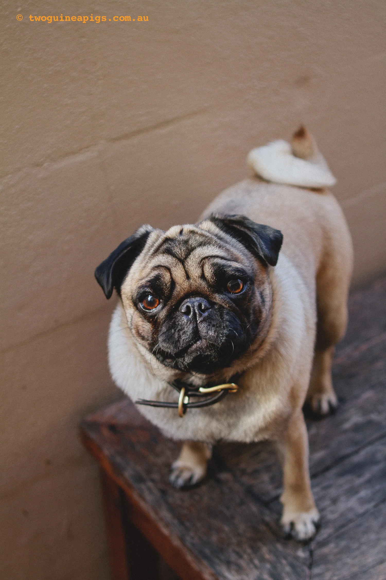 twoguineapigs_boadi-odin-squarespace-2.jpg