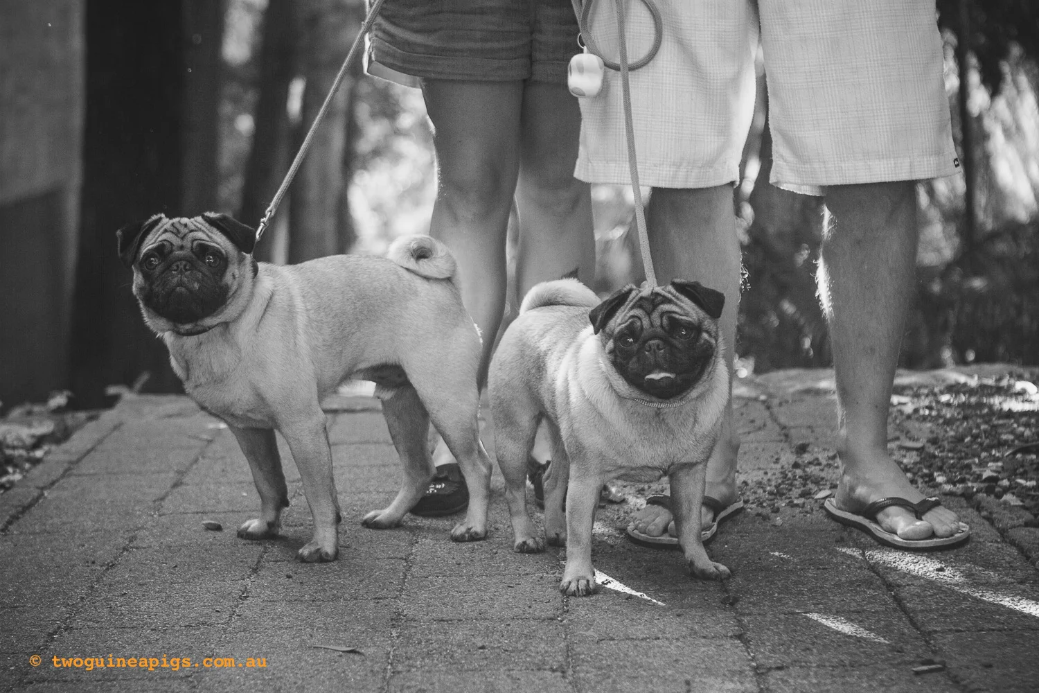 twoguineapigs_boadi-odin-squarespace-8.jpg