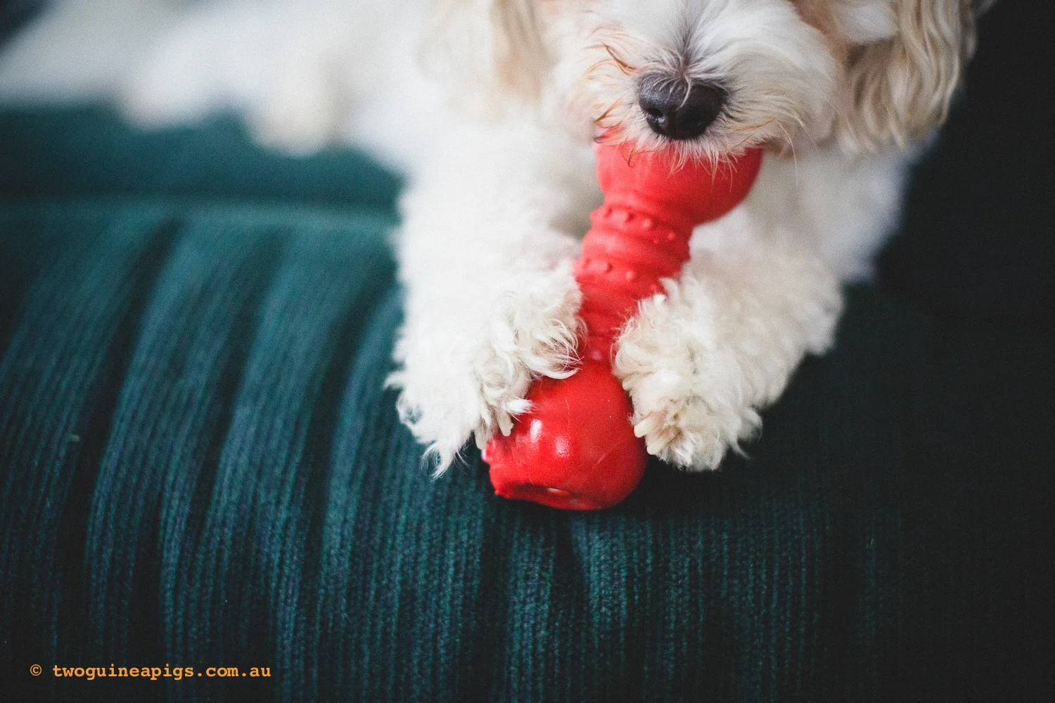twoguineapigs_mozart-squarespace-6.jpg