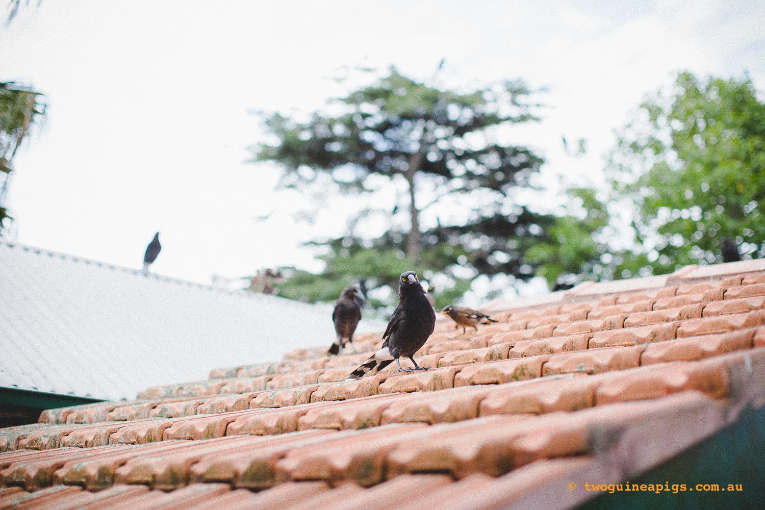 twoguineapigs_mozart-squarespace-18.jpg