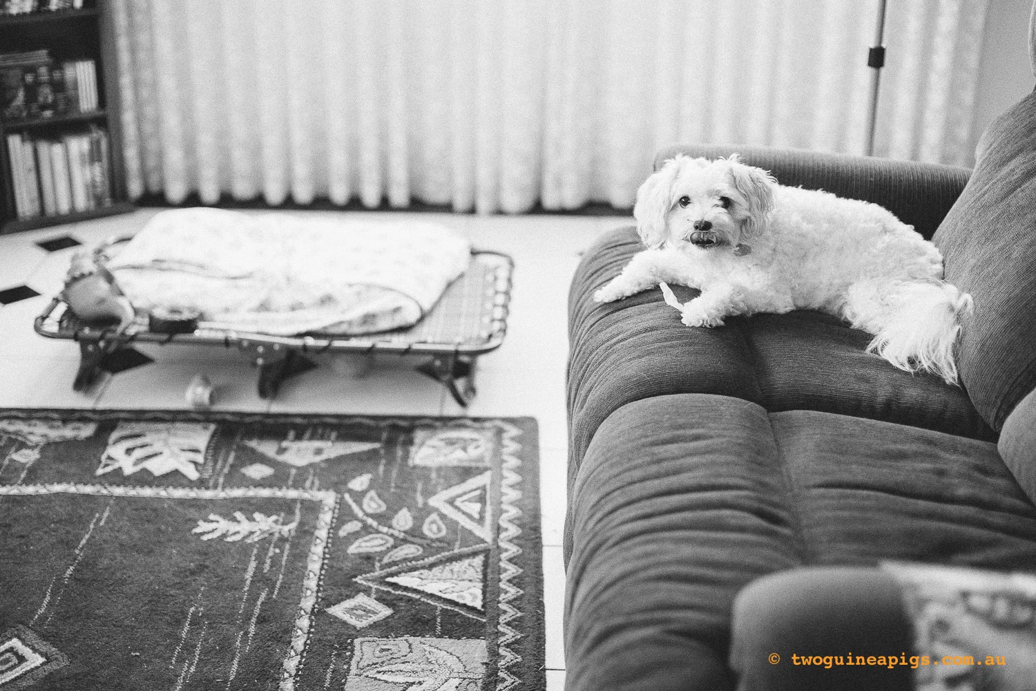 twoguineapigs_mozart-squarespace-23.jpg