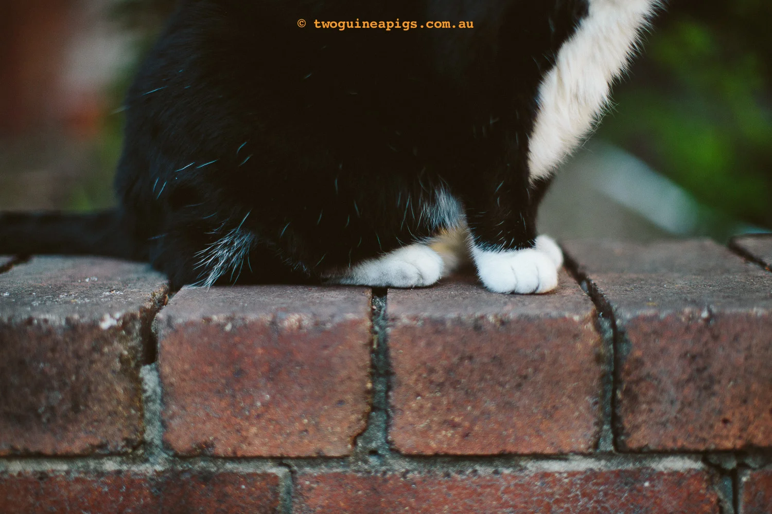 twoguineapigs_rambo-squarespace-6.jpg