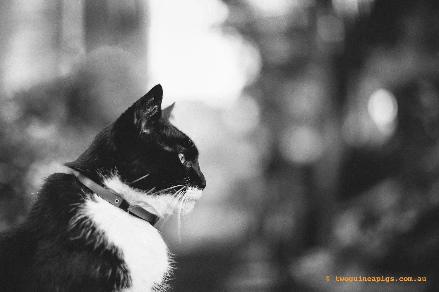twoguineapigs_rambo-squarespace-8.jpg