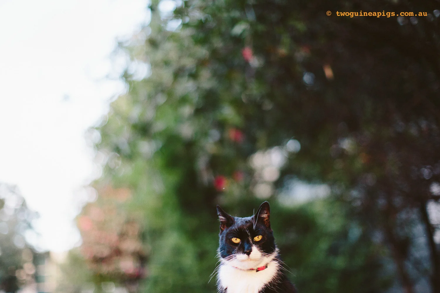 twoguineapigs_rambo-squarespace-10.jpg