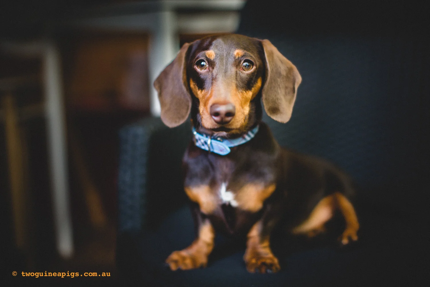twoguineapigs_schnitzel_daschshund-8.jpg