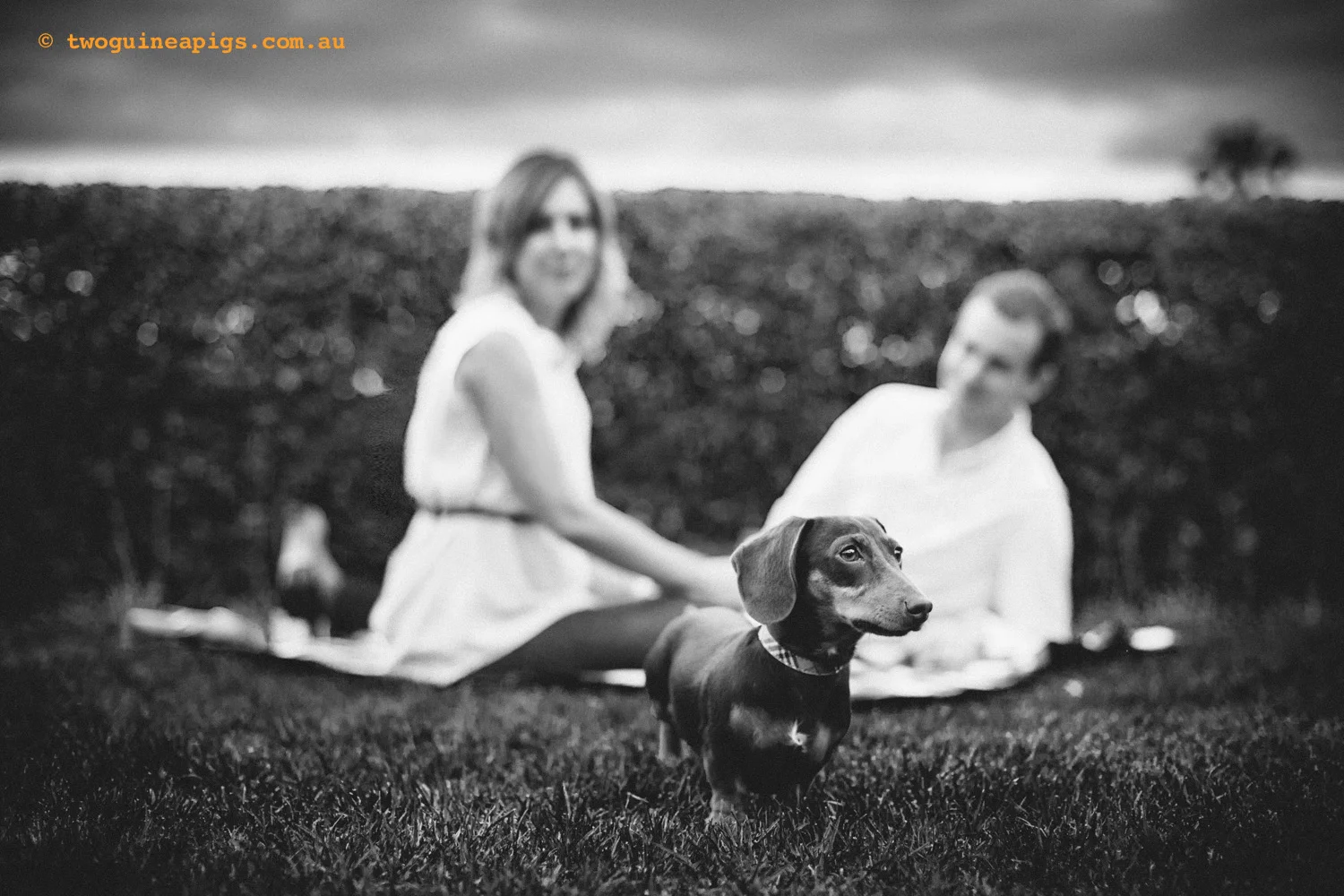 twoguineapigs_schnitzel_daschshund-25.jpg