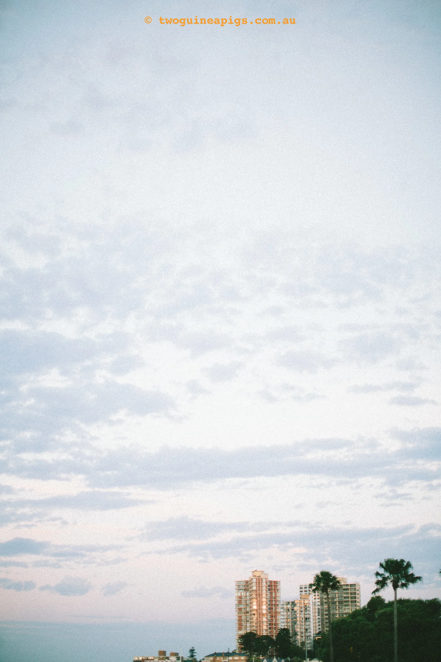 twoguineapigs_landscape_squarespace.jpg
