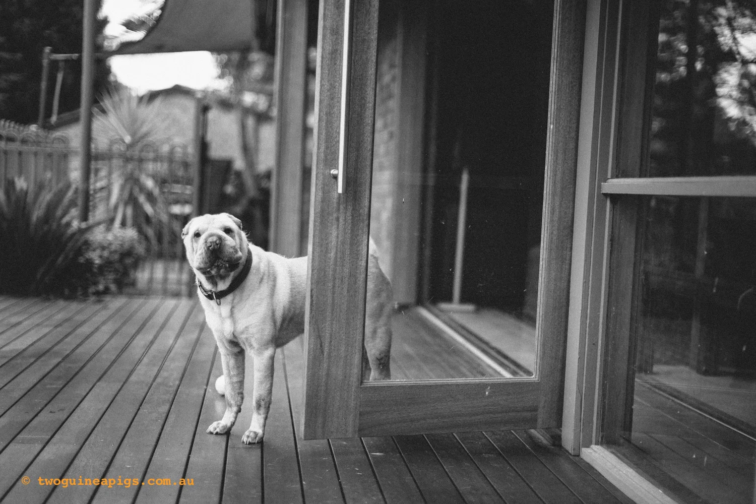 20130217-twoguineapigs_hamish_sharpei_hames-1500-1.jpg