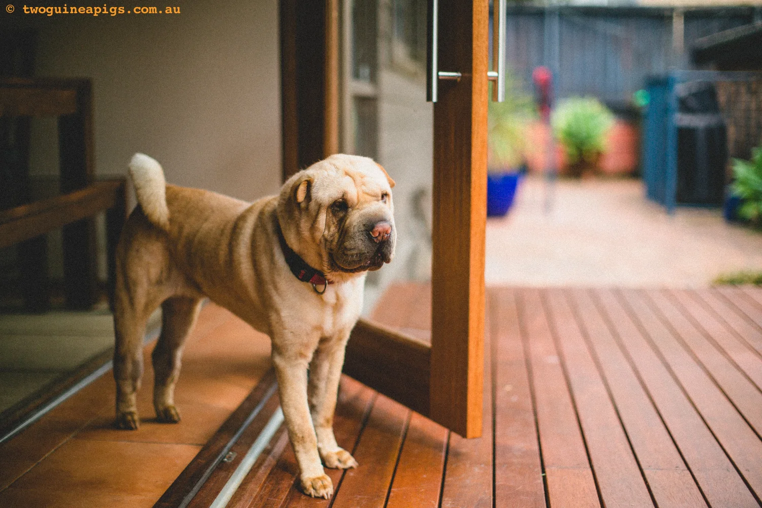 20130217-twoguineapigs_hamish_sharpei_hames-1500-6.jpg