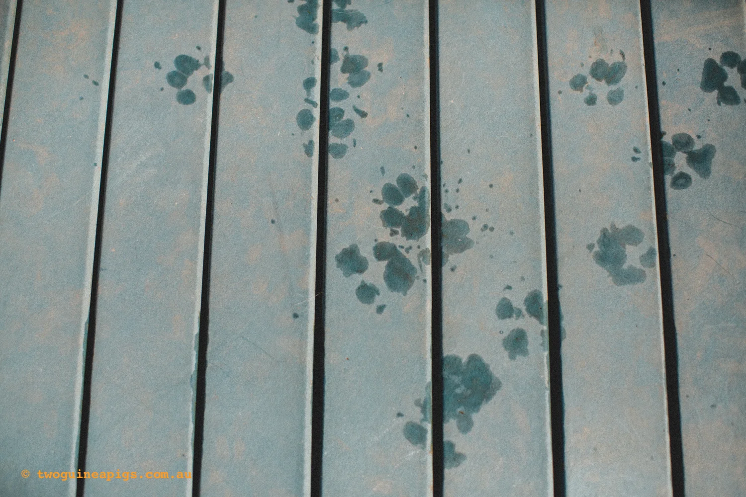 20130217-twoguineapigs_hamish_sharpei_hames-1500-10.jpg