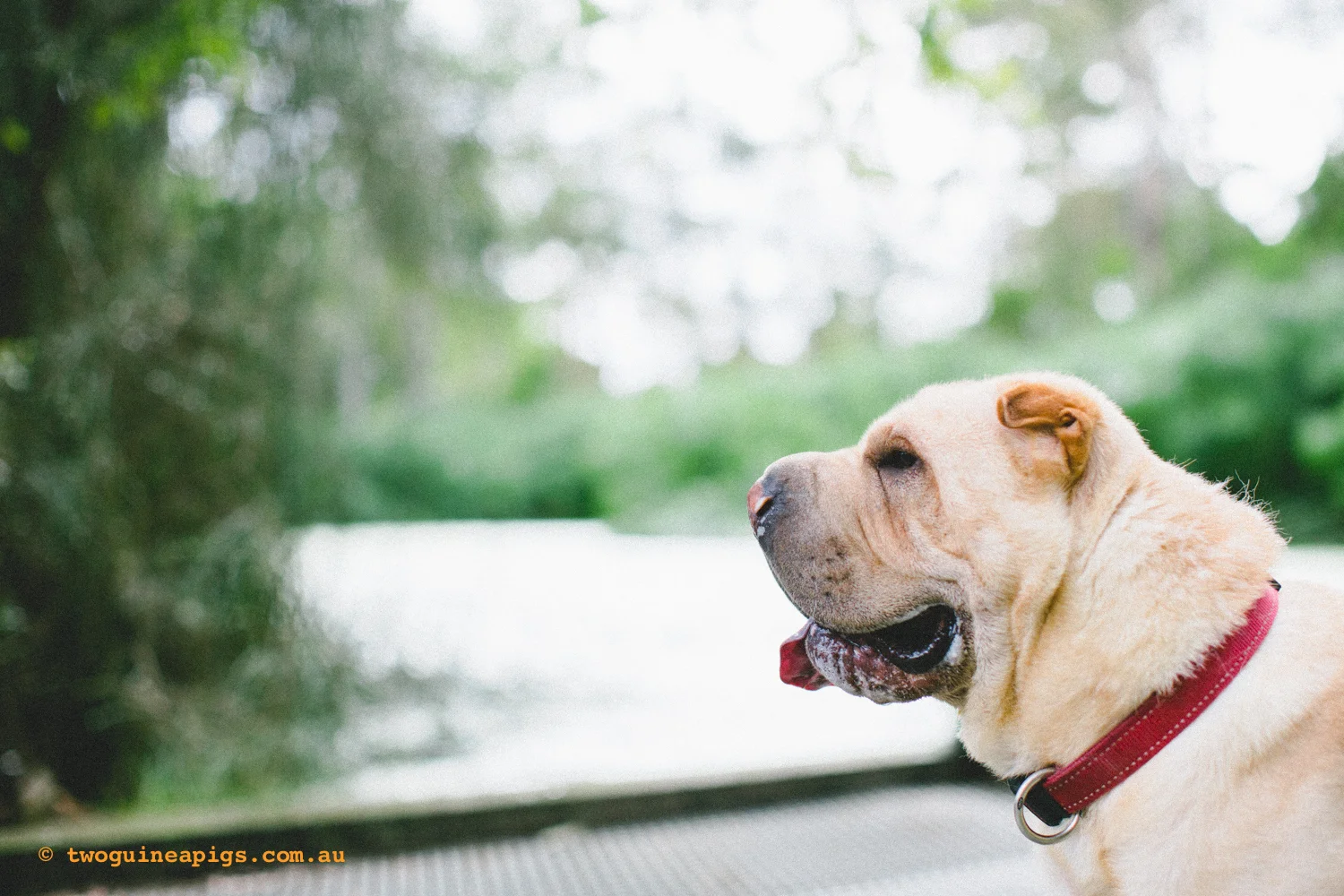 20130217-twoguineapigs_hamish_sharpei_hames-1500-18.jpg