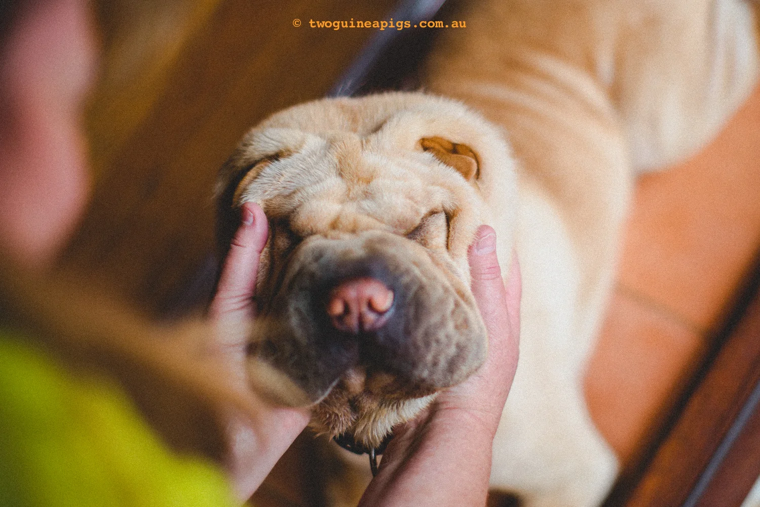 20130217-twoguineapigs_hamish_sharpei_hames-1500-21.jpg