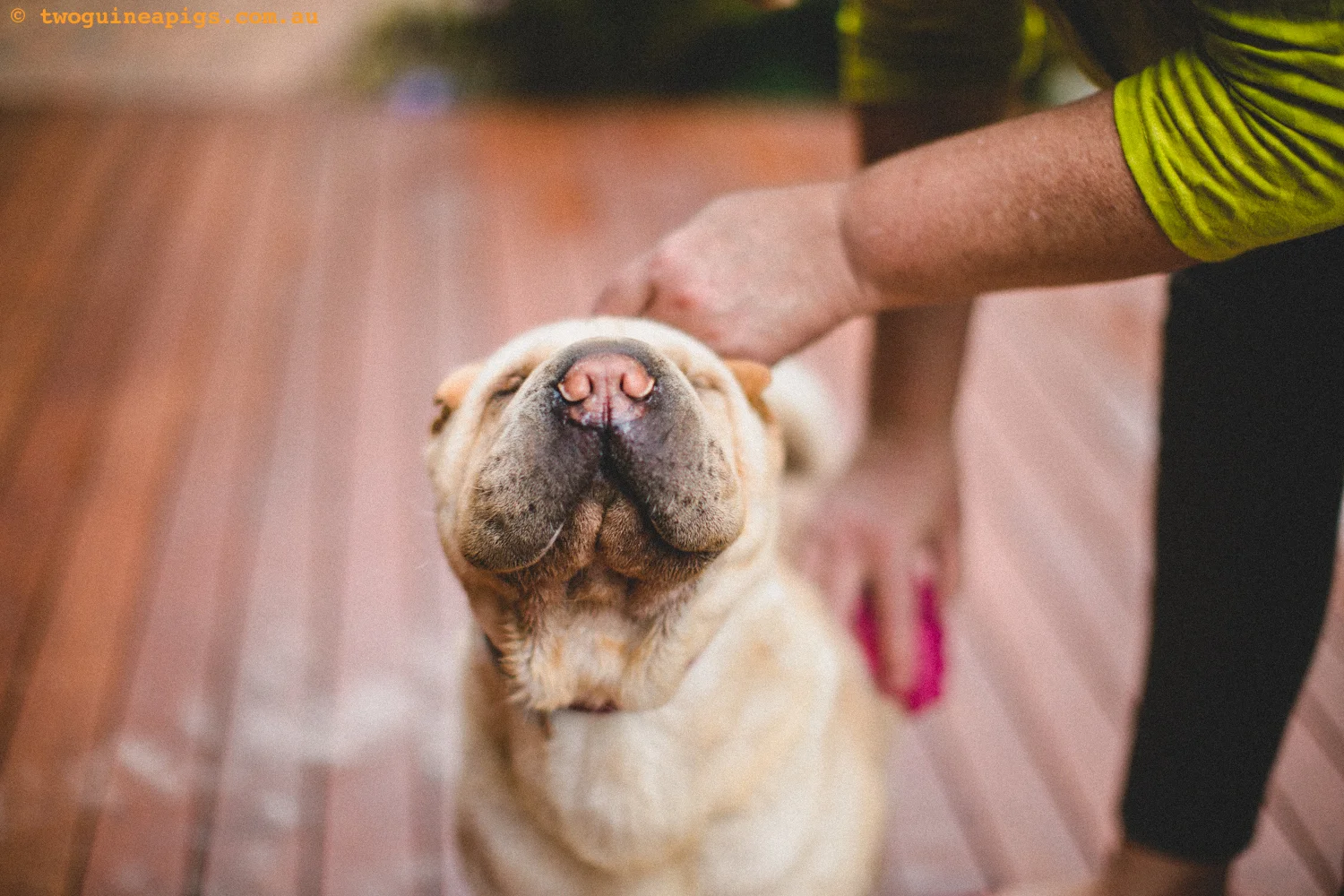 20130217-twoguineapigs_hamish_sharpei_hames-1500-31.jpg