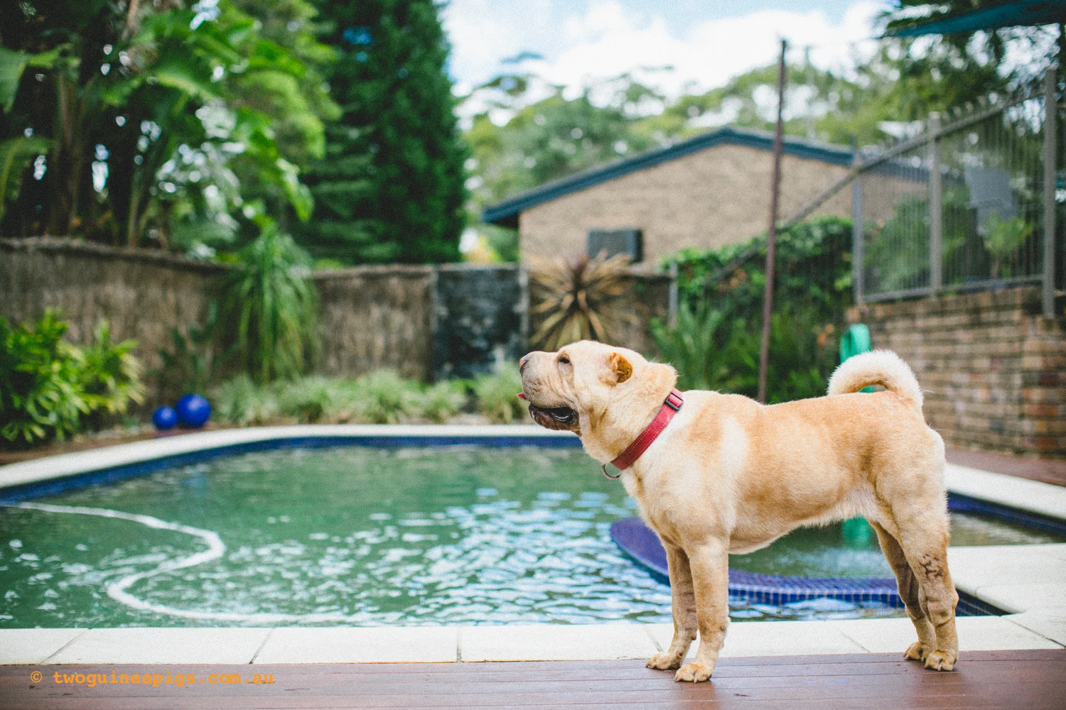 20130217-twoguineapigs_hamish_sharpei_hames-1500-36.jpg