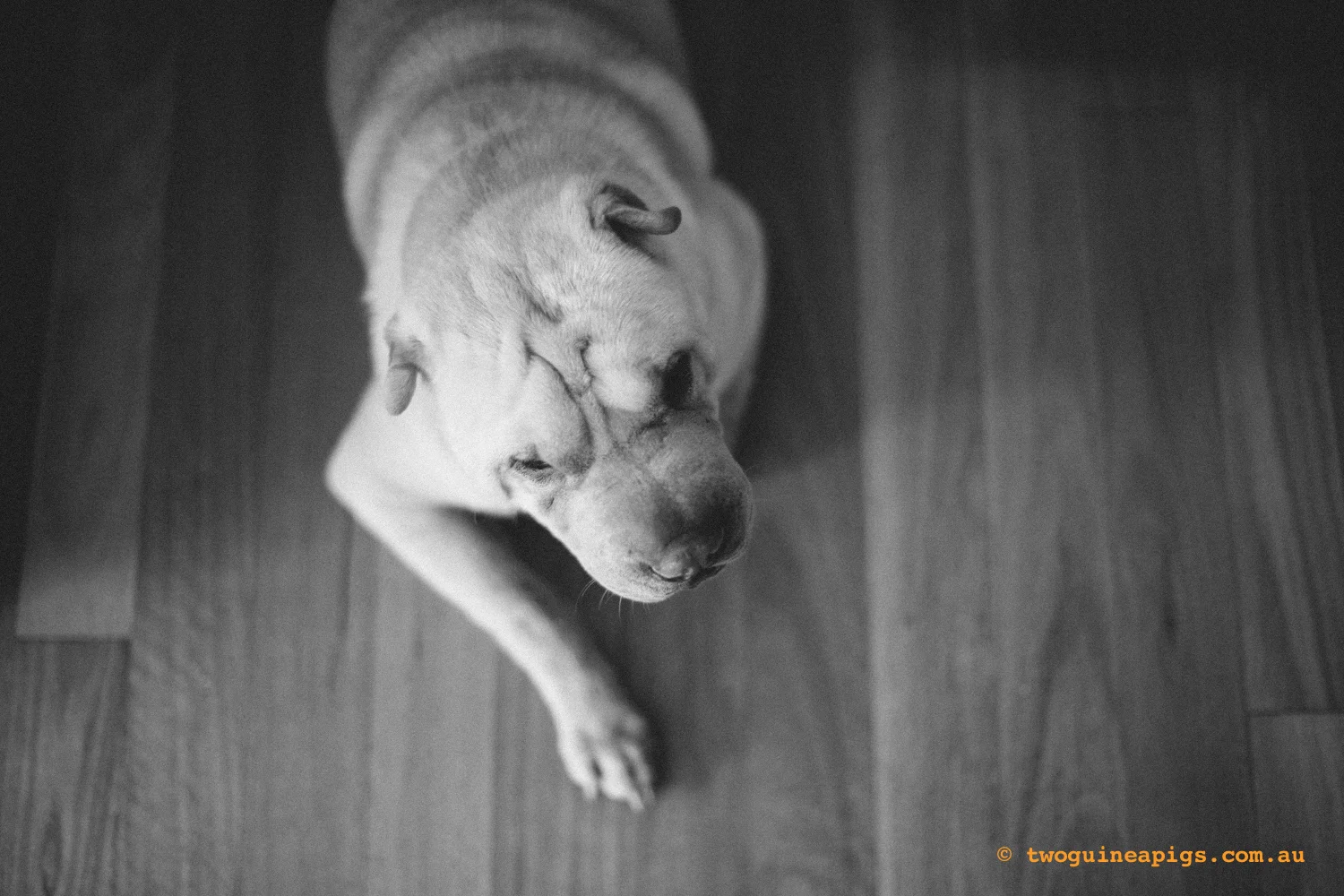 20130217-twoguineapigs_hamish_sharpei_hames-1500-40.jpg