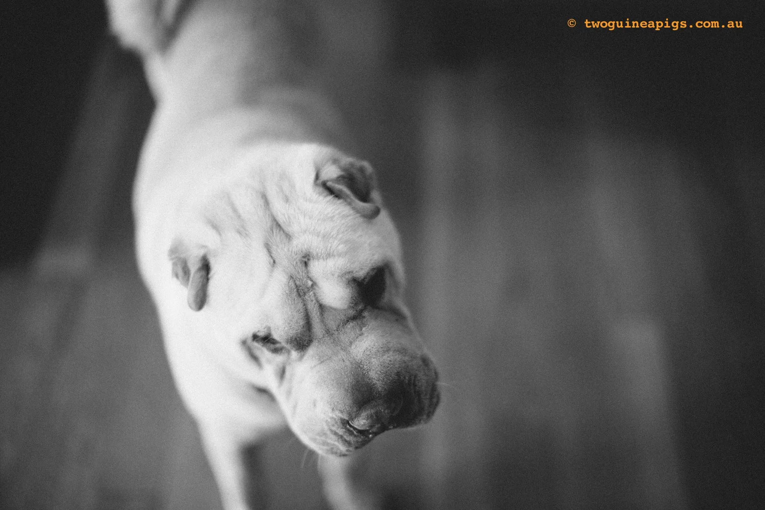 20130217-twoguineapigs_hamish_sharpei_hames-1500-43.jpg