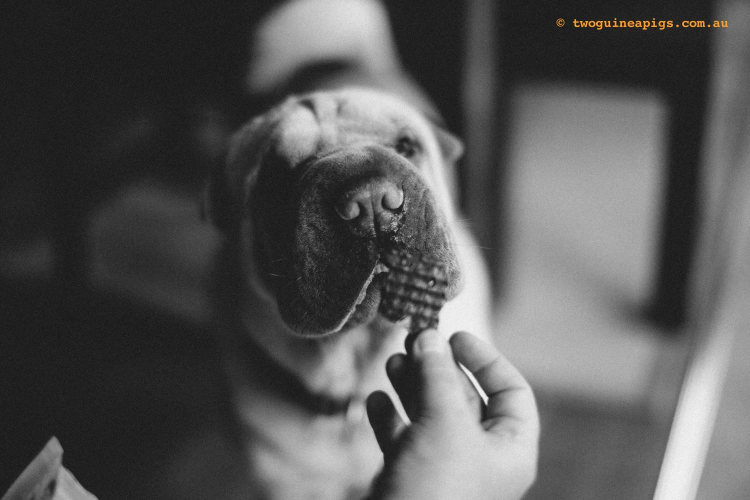 20130217-twoguineapigs_hamish_sharpei_hames-1500-45.jpg