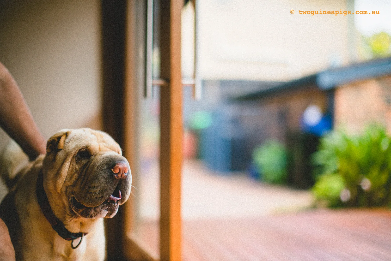 20130217-twoguineapigs_hamish_sharpei_hames-1500-52.jpg