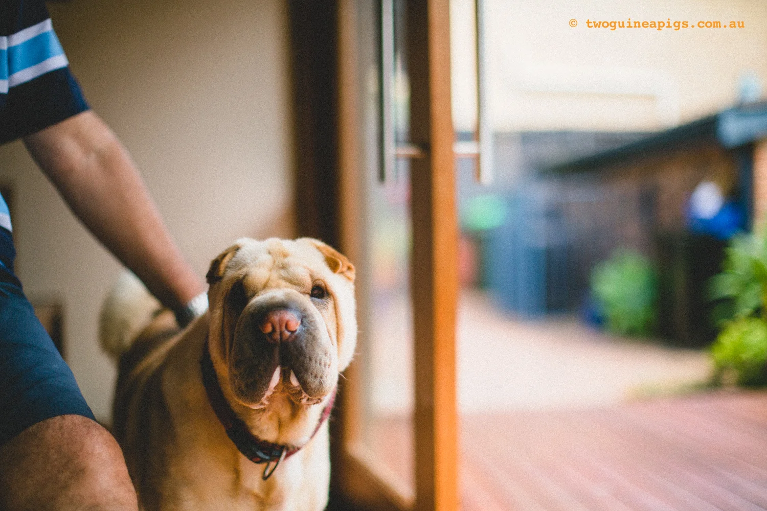 20130217-twoguineapigs_hamish_sharpei_hames-1500-53.jpg