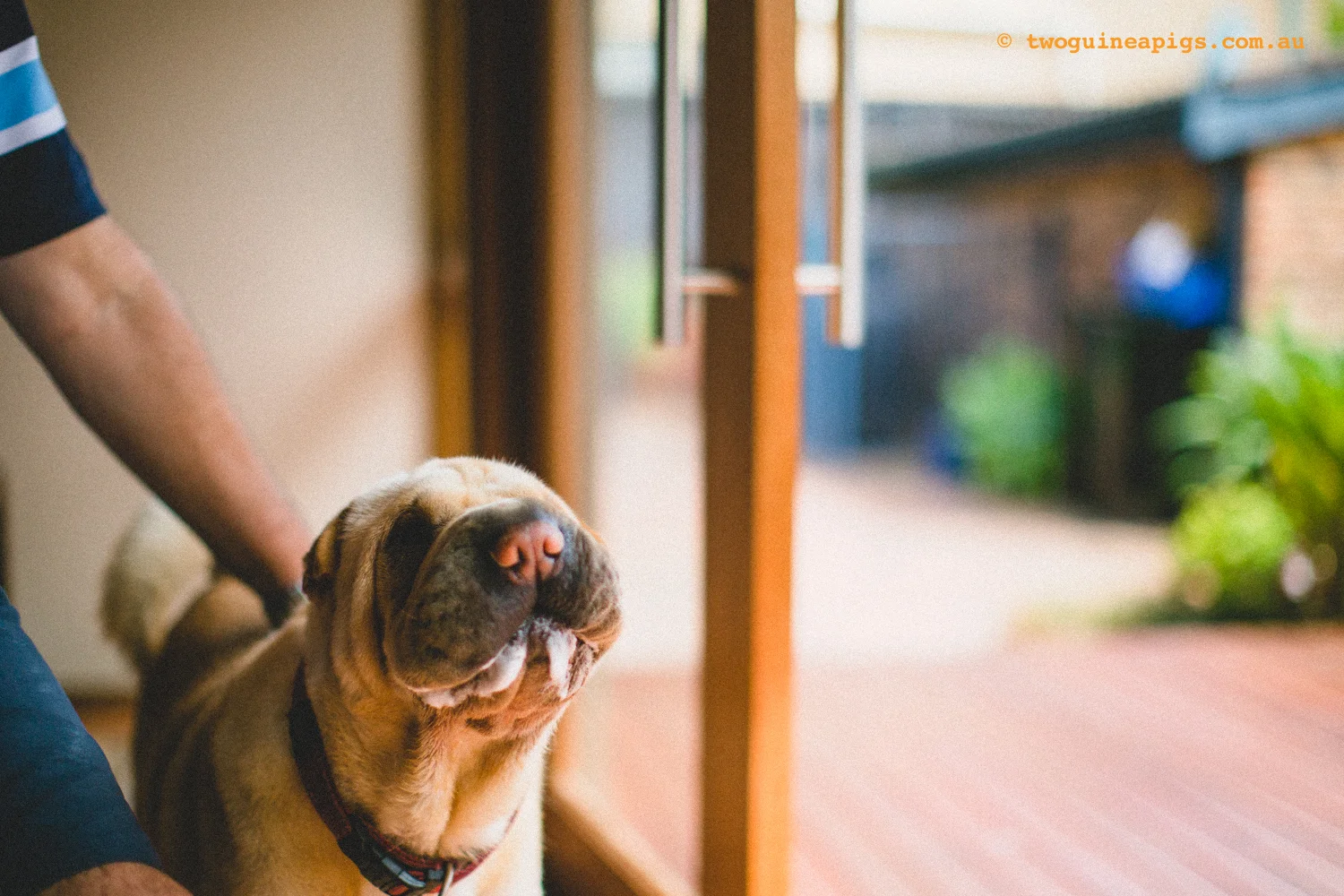 20130217-twoguineapigs_hamish_sharpei_hames-1500-56.jpg