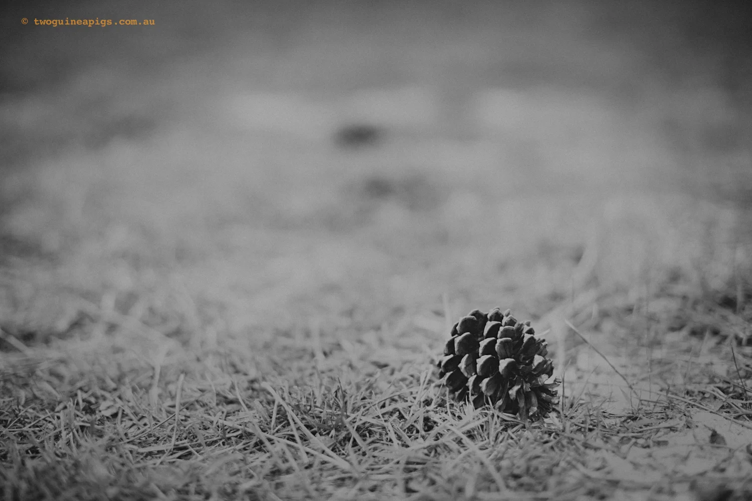 twoguineapigs_pine-cone_abstract2_1500.jpg