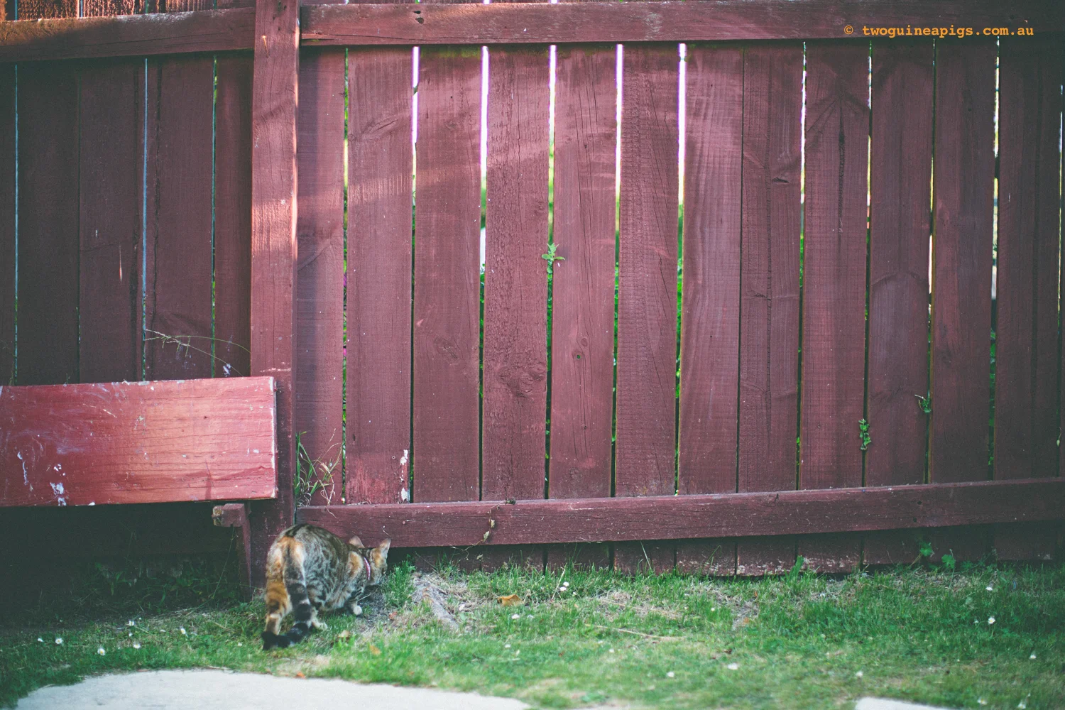 twoguineapigs_monkey_ocicat_1500-13.jpg