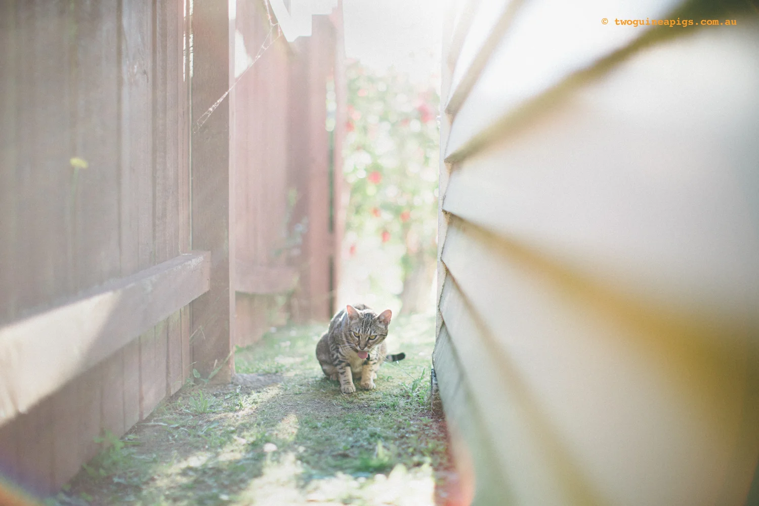 twoguineapigs_monkey_ocicat_1500-23.jpg