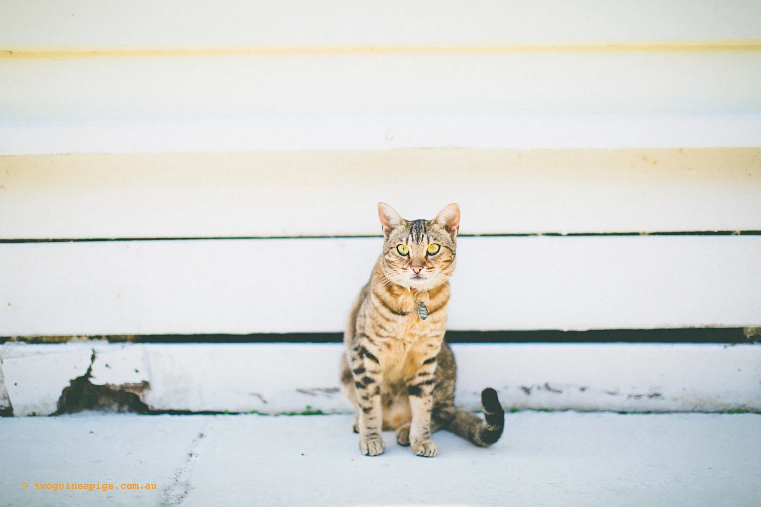 twoguineapigs_monkey_ocicat_1500-26.jpg