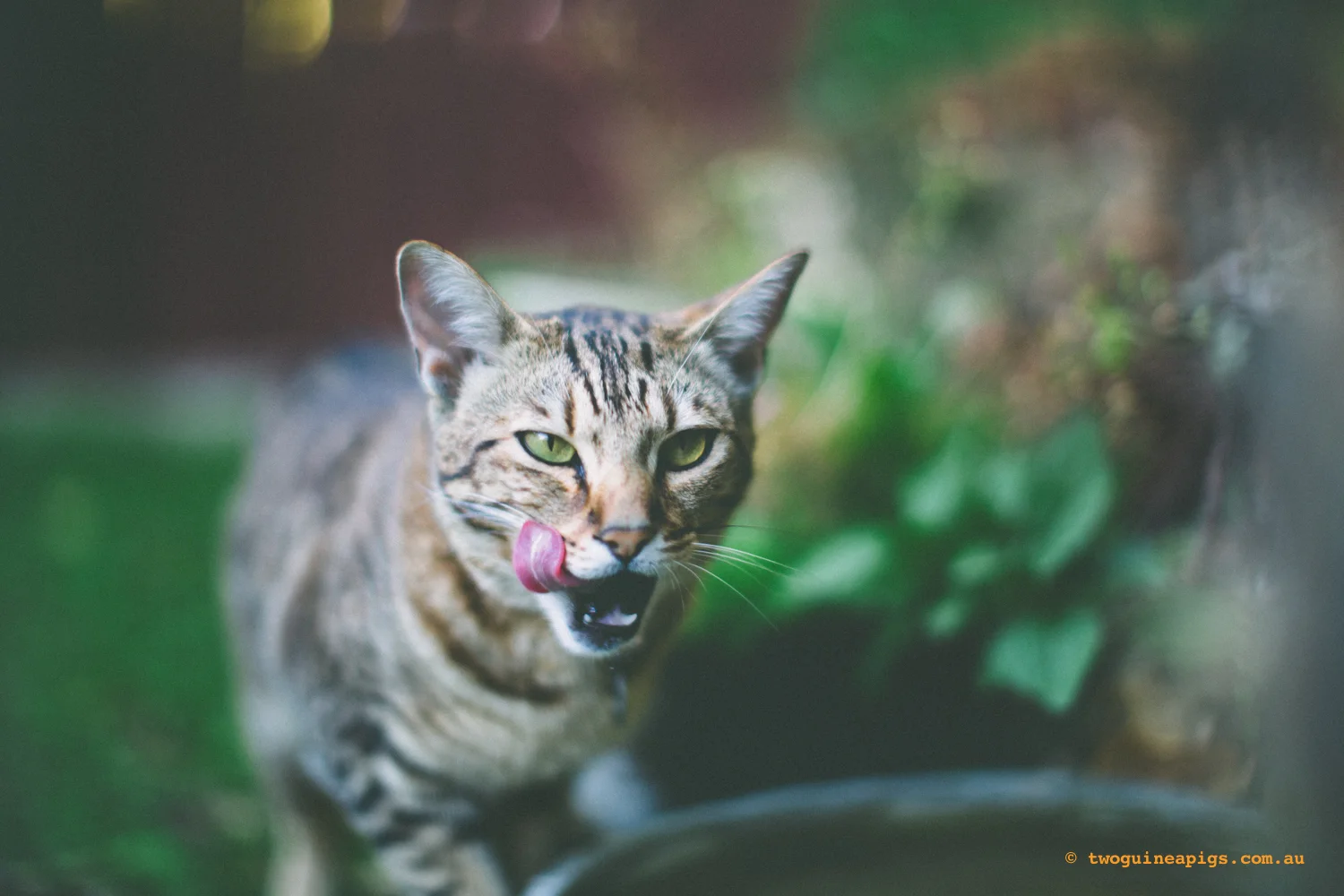 twoguineapigs_monkey_ocicat_1500-35.jpg