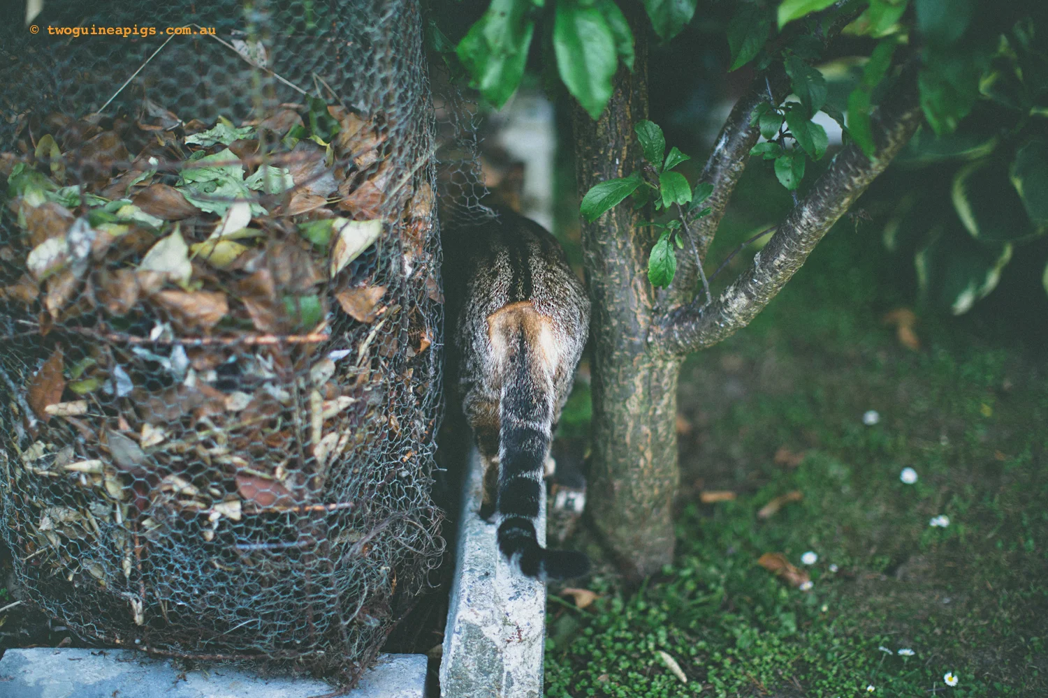 twoguineapigs_monkey_ocicat_1500-36.jpg