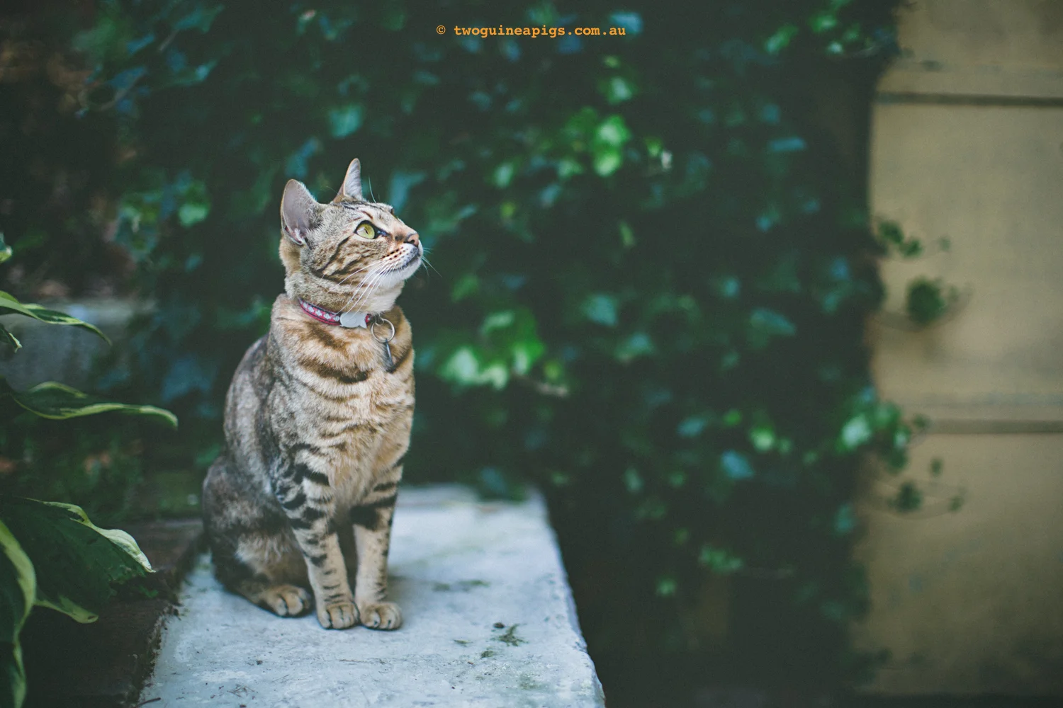 twoguineapigs_monkey_ocicat_1500-39.jpg