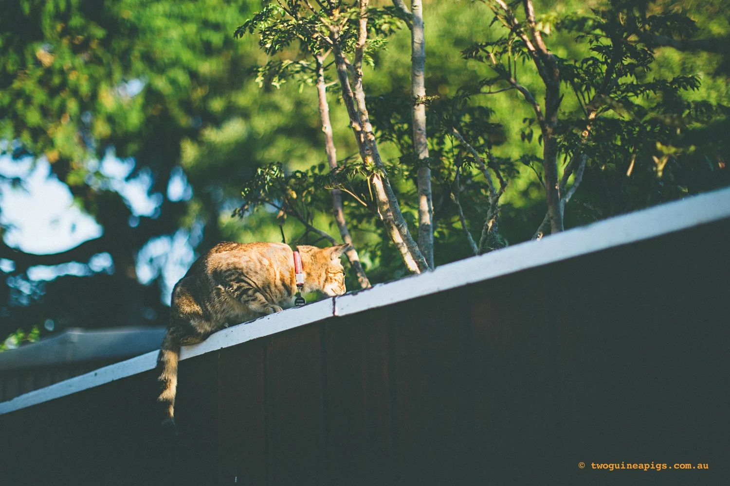 twoguineapigs_monkey_ocicat_1500-54.jpg