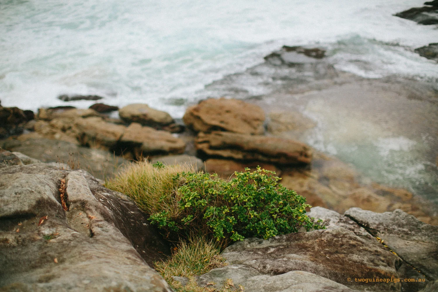 twoguineapigs_clovelly_cliff_1500.jpg