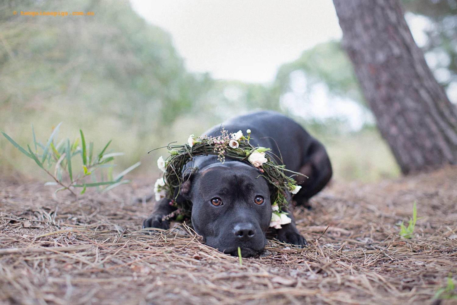 twoguineapigs_brideNdog_koda_1500-2.jpg