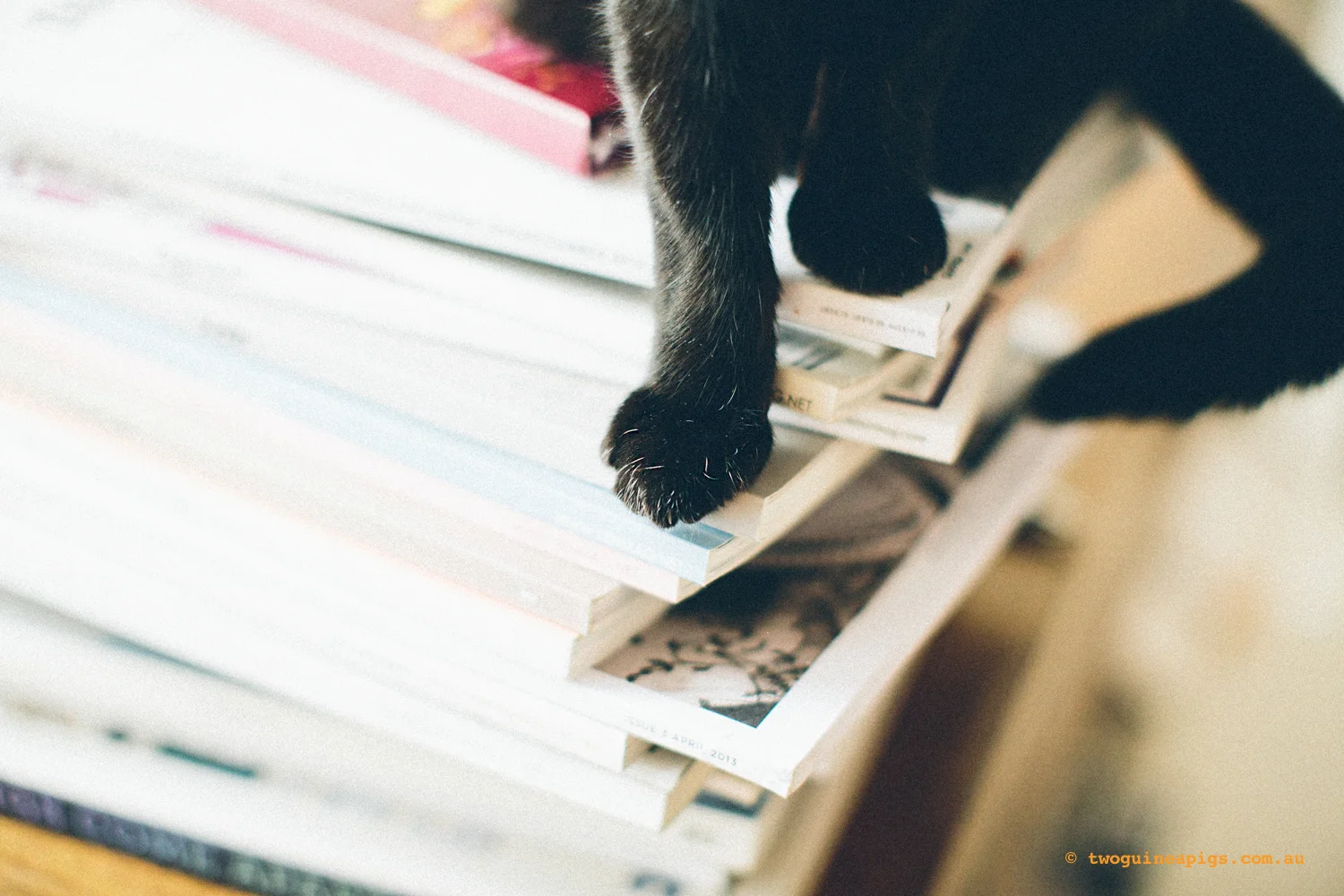 twoguinepaigs_blackcats_pf-on-books_1500-2.jpg