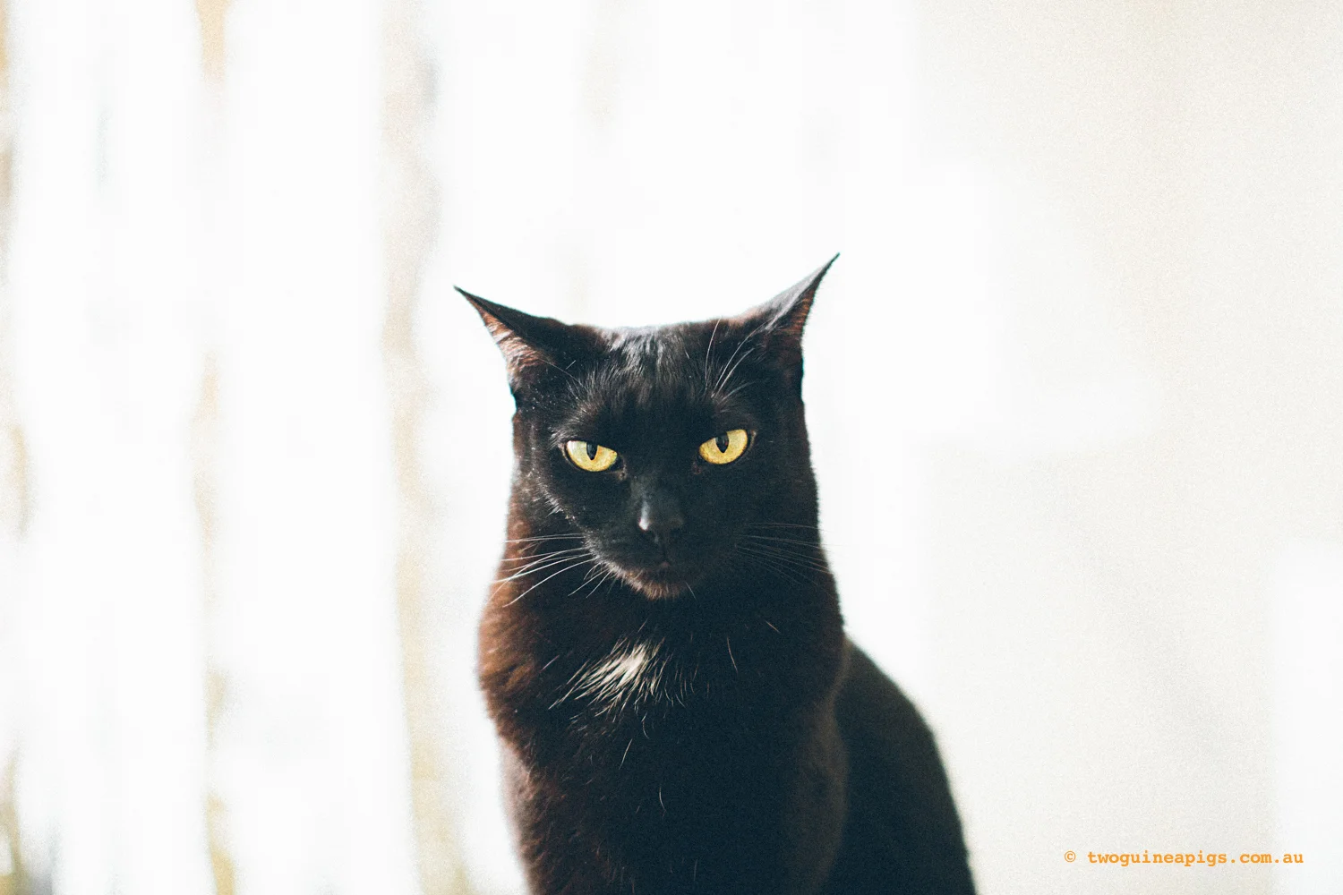 twoguinepaigs_blackcats_pf-on-books_1500-4.jpg