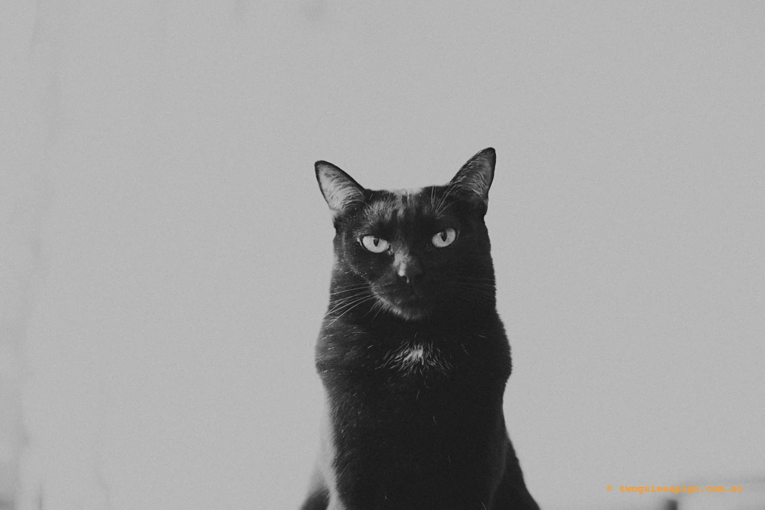 twoguinepaigs_blackcats_pf-on-books_1500-6.jpg