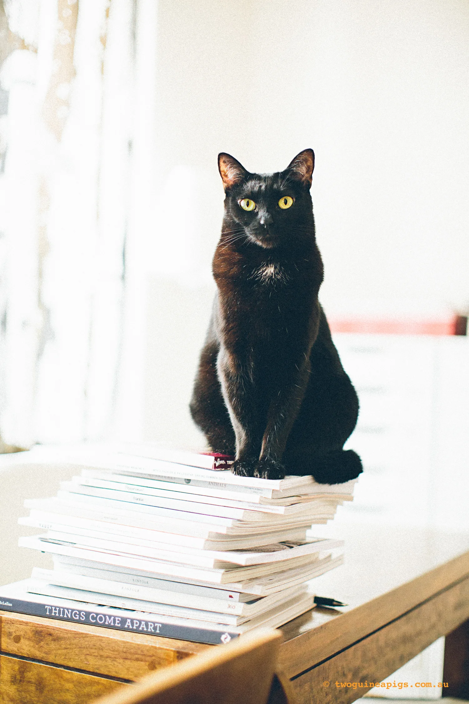 twoguinepaigs_blackcats_pf-on-books_1500-5.jpg